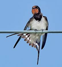 Attēlu rezultāti vaicājumam “Hirundo rustica adult”