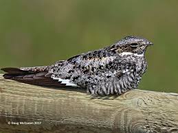 Image result for Chordeiles minor