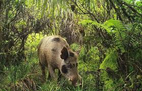 Bildresultat för pigs