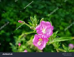 Attēlu rezultāti vaicājumam “Epilobium hirsutum flower”
