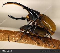 Attēlu rezultāti vaicājumam “Scarabaeidae”