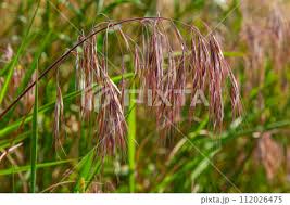 Attēlu rezultāti vaicājumam “Anisantha tectorum fruit”