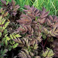 Attēlu rezultāti vaicājumam “Arthonia byssacea”