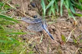 Attēlu rezultāti vaicājumam “Orthetrum cancellatum”