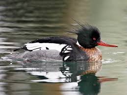 Attēlu rezultāti vaicājumam “Mergus merganser juvenile”