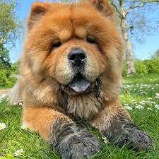 Znalezione obrazy dla zapytania chow