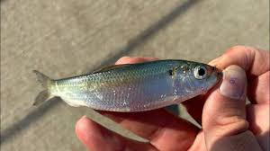 Image result for Alosa pseudoharengus