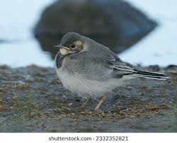 Attēlu rezultāti vaicājumam “Motacilla alba juvenile”