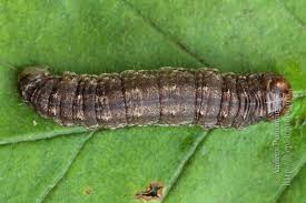 Attēlu rezultāti vaicājumam “Agrotis ripae larva”