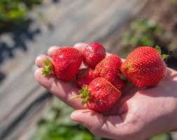 Attēlu rezultāti vaicājumam “Salvia nemorosa fruit”