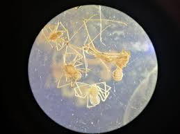 Attēlu rezultāti vaicājumam “Stemonitopsis hyperopta var. landewaldii stalked”