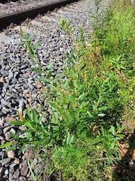 Attēlu rezultāti vaicājumam “Salix triandra fruit”