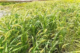 Attēlu rezultāti vaicājumam “Setaria italica”