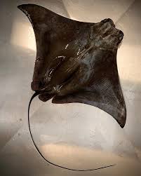 Image result for Rhinoptera brasiliensis