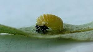 Attēlu rezultāti vaicājumam “Calvia decemguttata larva”