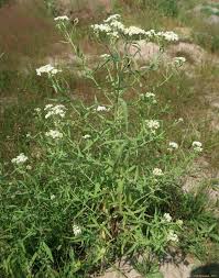 Attēlu rezultāti vaicājumam “Achillea salicifolia flower”