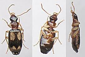 Attēlu rezultāti vaicājumam “Dromius quadrimaculatus”