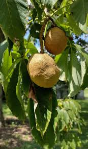 Attēlu rezultāti vaicājumam “Aesculus”