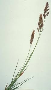 Attēlu rezultāti vaicājumam “Epirhoe tristata”