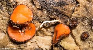 Attēlu rezultāti vaicājumam “Scutellinia scutellata”