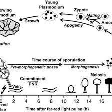 Attēlu rezultāti vaicājumam “Physarum globuliferum young”