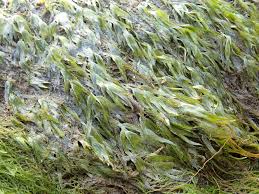 Attēlu rezultāti vaicājumam “Fissidens”