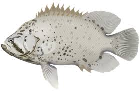 Image result for Lobotes surinamensis