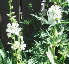 Image result for Malva moschata alba