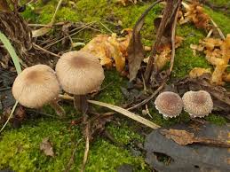 Attēlu rezultāti vaicājumam “Psathyrella pygmaea”