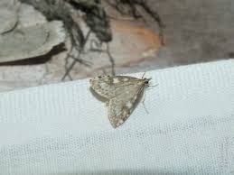 Attēlu rezultāti vaicājumam “Udea olivalis”