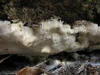 Attēlu rezultāti vaicājumam “Postia rennyi”