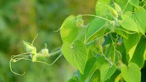 Attēlu rezultāti vaicājumam “Thladiantha dubia leaf”