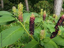 Attēlu rezultāti vaicājumam “Phytolacca acinosa fruit”