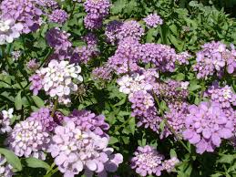 Image result for Iberis umbellata