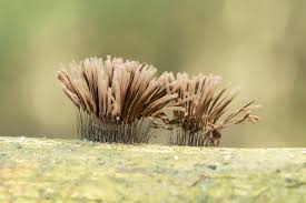 Attēlu rezultāti vaicājumam “Stemonitis fusca stalked”