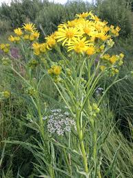 Attēlu rezultāti vaicājumam “Jacobaea paludosa”