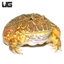 Image result for Ceratophrys ornata