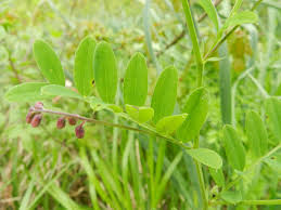 Attēlu rezultāti vaicājumam “Lathyrus niger leaf”