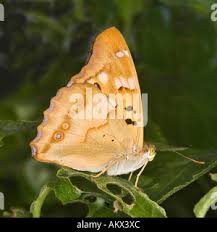 Attēlu rezultāti vaicājumam “Apatura ilia female”
