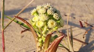 Attēlu rezultāti vaicājumam “Petasites spurius flower”