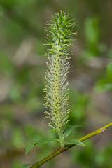 Attēlu rezultāti vaicājumam “Salix myrsinifolia female flower”