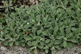 Attēlu rezultāti vaicājumam “Antennaria dioica fruit”