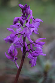 Attēlu rezultāti vaicājumam “Orchis mascula”