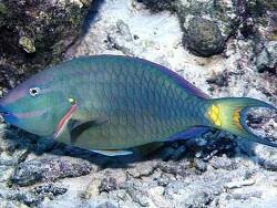 Image result for Sparisoma frondosum