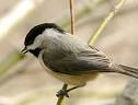 Black-capped Chickadee, Identification, All About Birds - Cornell ...