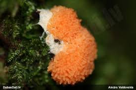 Attēlu rezultāti vaicājumam “Lycogala sphaeroconicum macro”