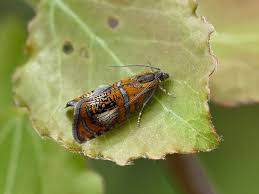 Attēlu rezultāti vaicājumam “Olethreutes arcuella”