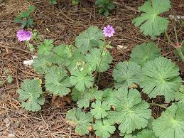 Image result for Storchschnäbel