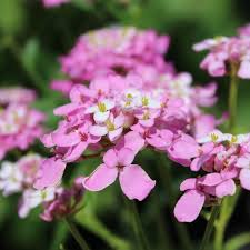 Image result for Schleifenblume