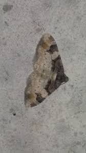 Attēlu rezultāti vaicājumam “Catarhoe cuculata”